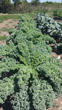 Curly Kale