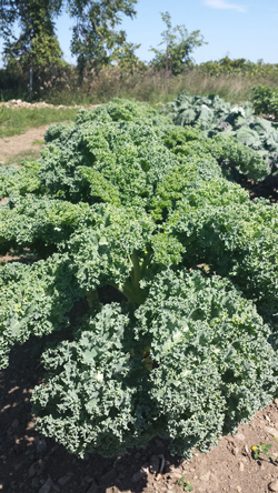 Curly Kale
