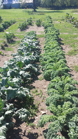 Curly and Red Russian Kale