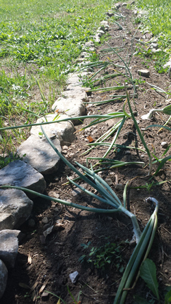 Onions