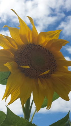 Sunflowers