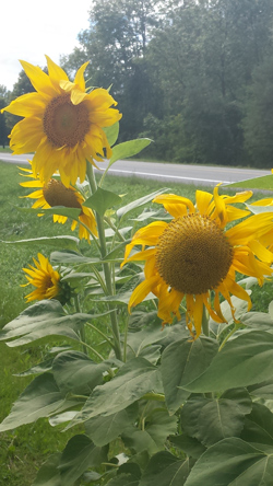 Sunflowers