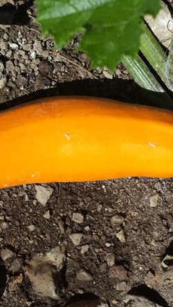 Zucchini